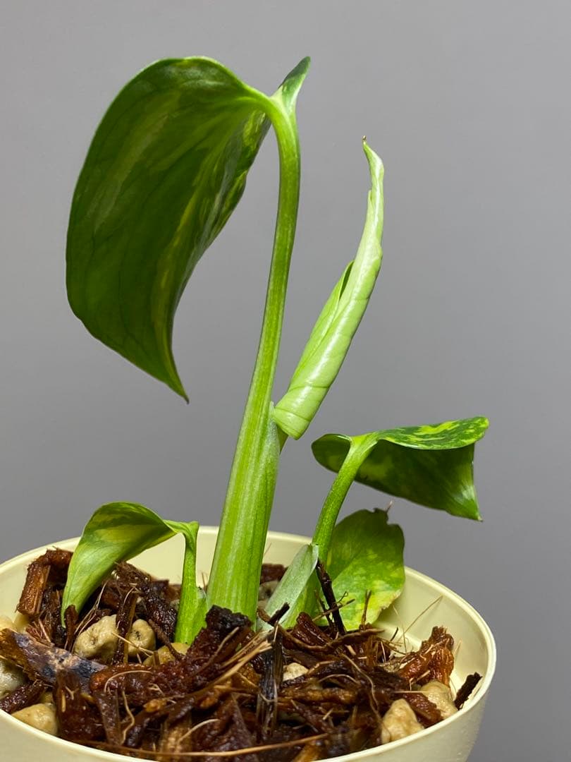 t*r様 【超希少‼️】モンステラ　エレクトロライト　斑入り　レア　人気　メルカ