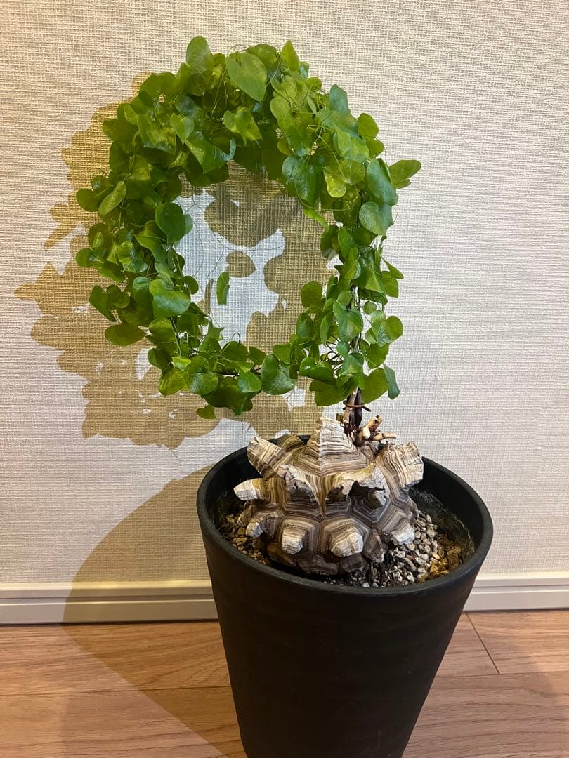 NAOさん専用　亀甲竜 BOTANIZE