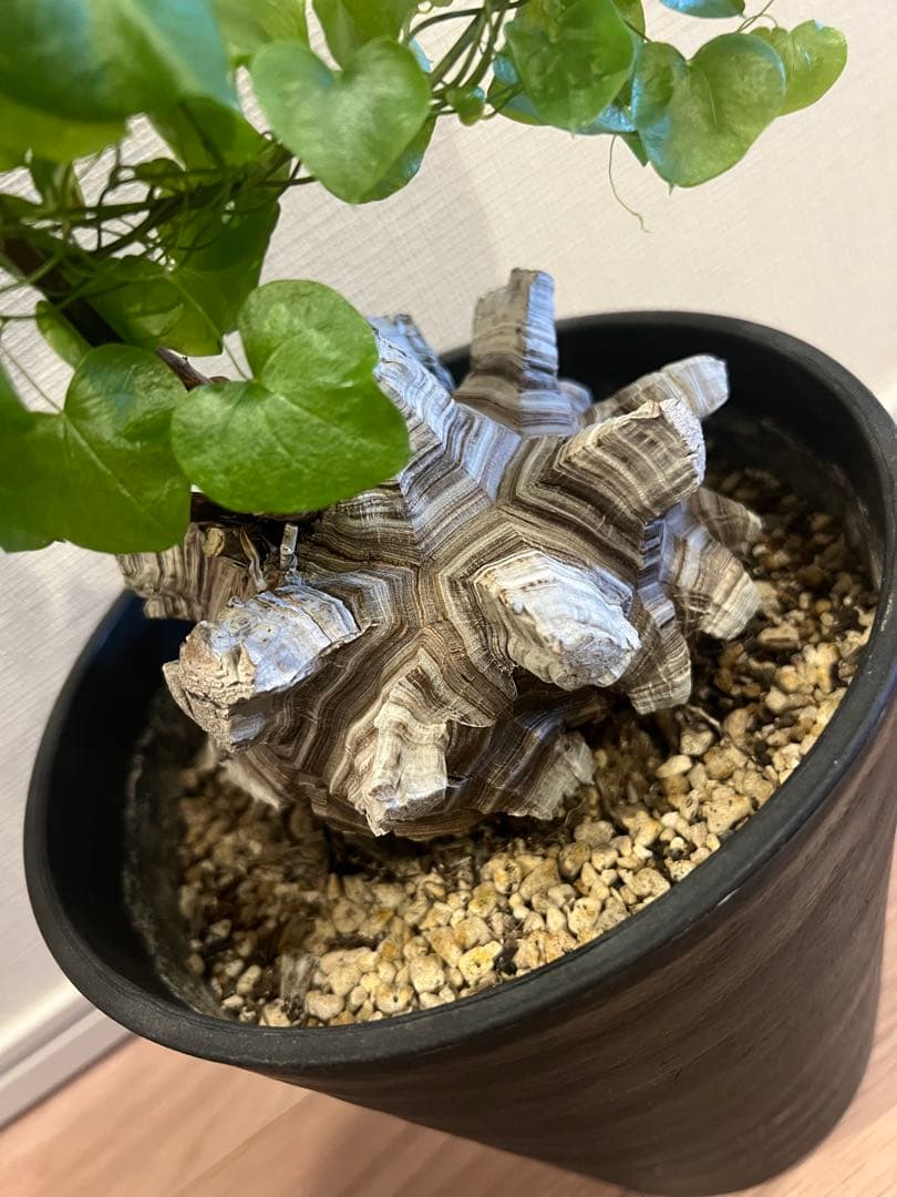 NAOさん専用　亀甲竜 BOTANIZE