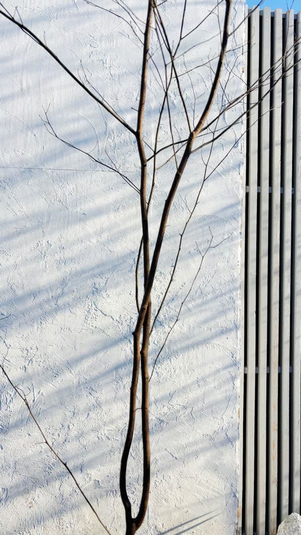 特大。山採りクロモジ3.6M(鉢底から)