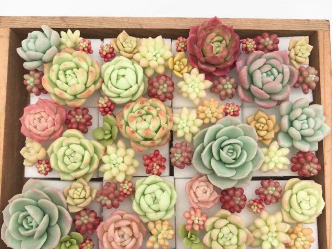 フェイク　多肉植物