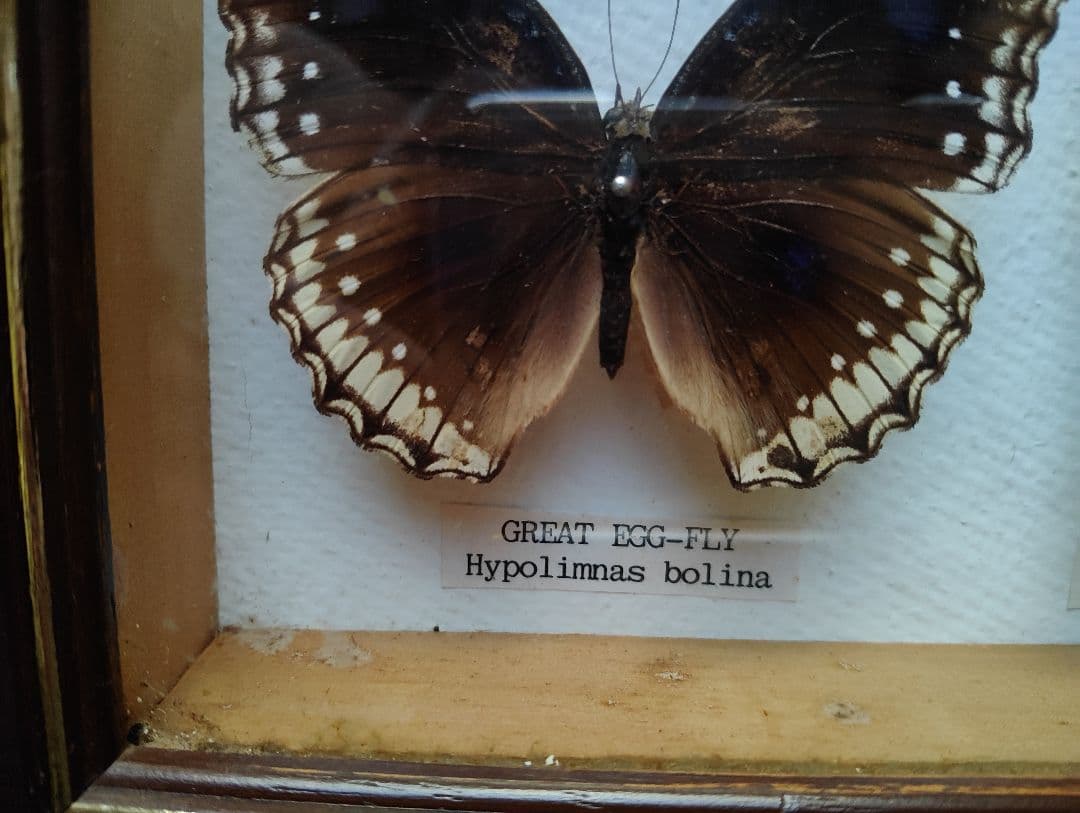 モルフォ 蝶 昆虫 標本 アート インテリア アンティーク 額装 額入り