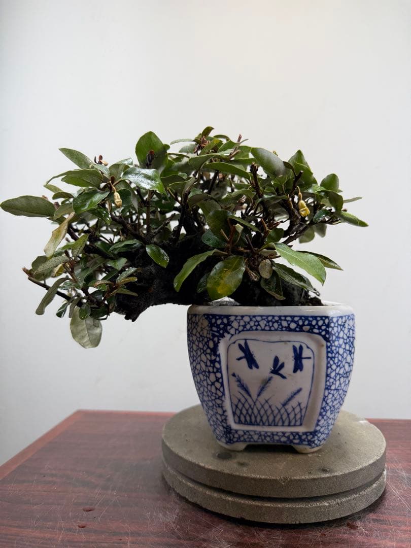 【ガチ盆栽】寒グミ　カングミ　小品盆栽　懸崖式　太幹