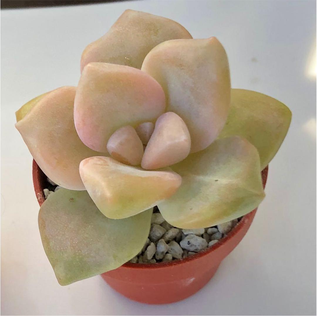 多肉植物^o^  ティテュバンス錦