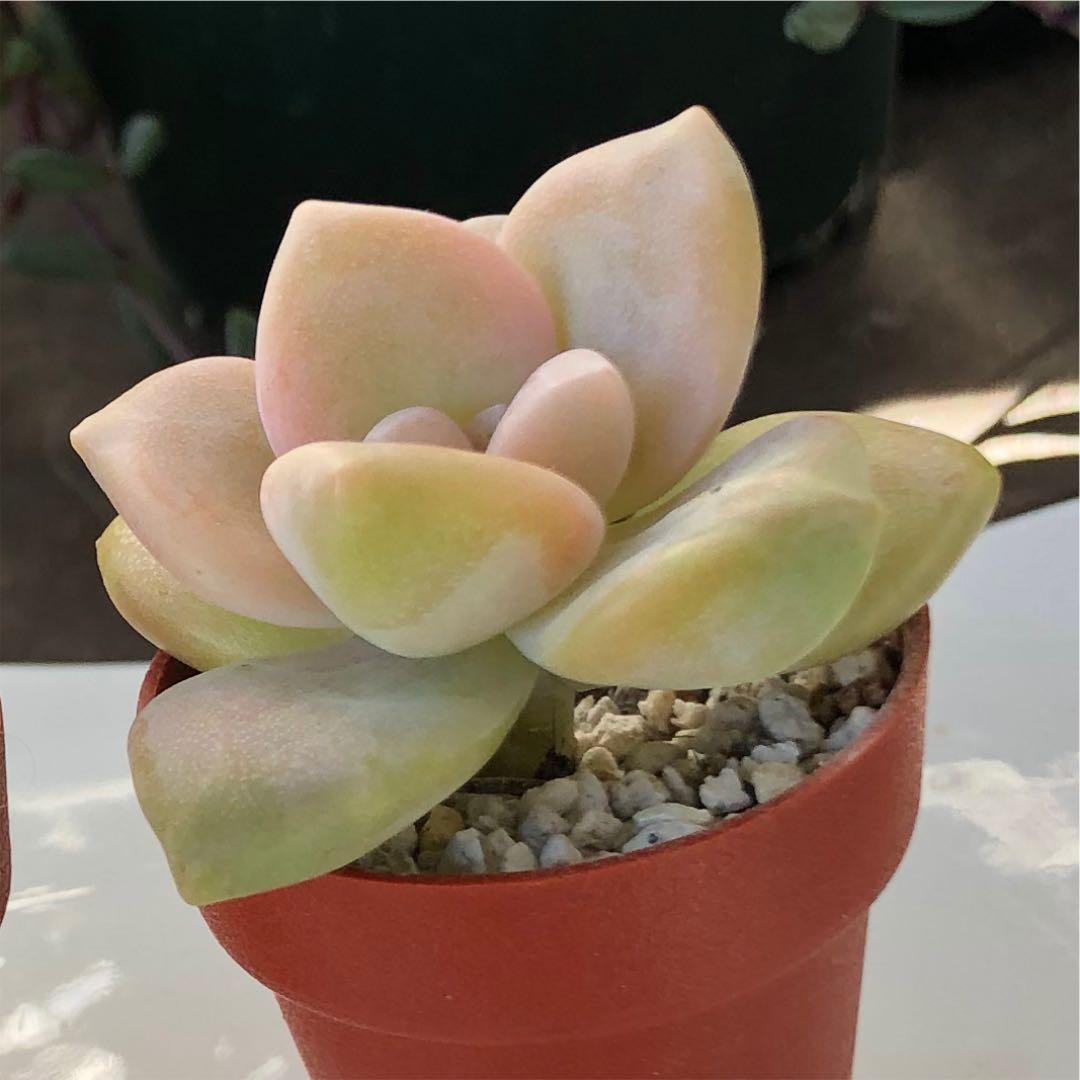 多肉植物^o^  ティテュバンス錦