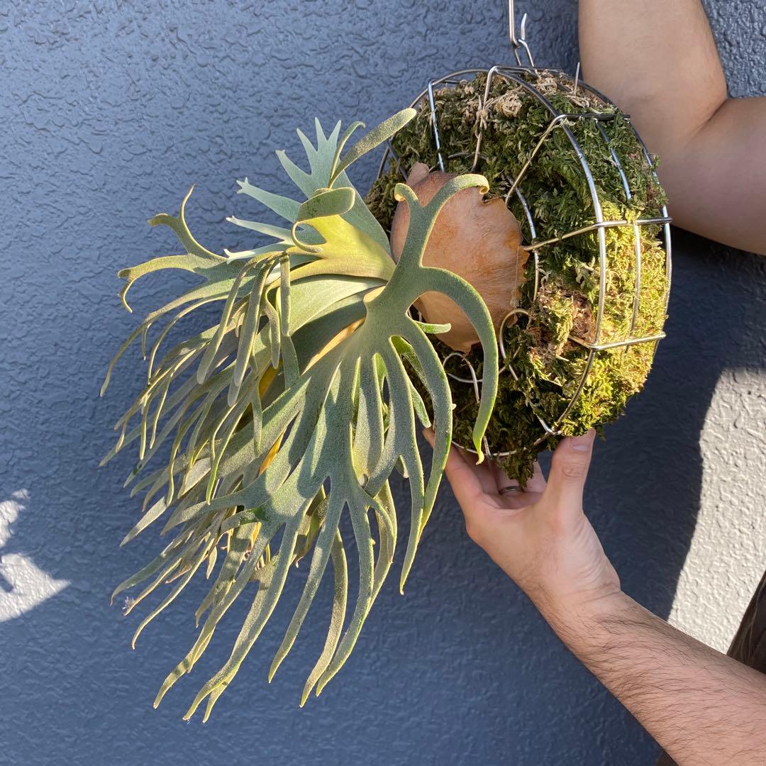 ビカクシダ・ジェイドガール　親株　【ペトペンチア】