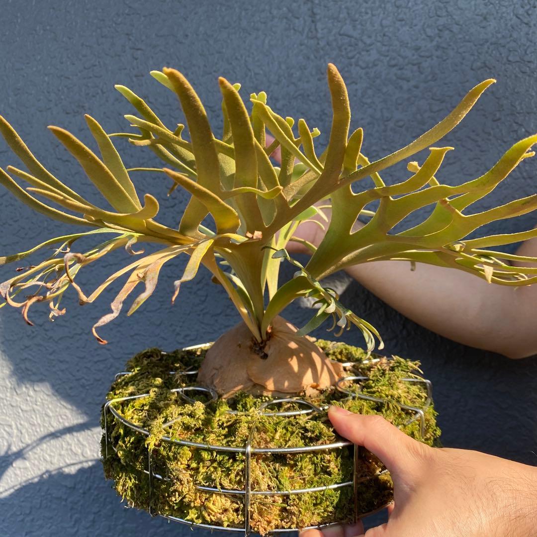 ビカクシダ・ジェイドガール　親株　【ペトペンチア】