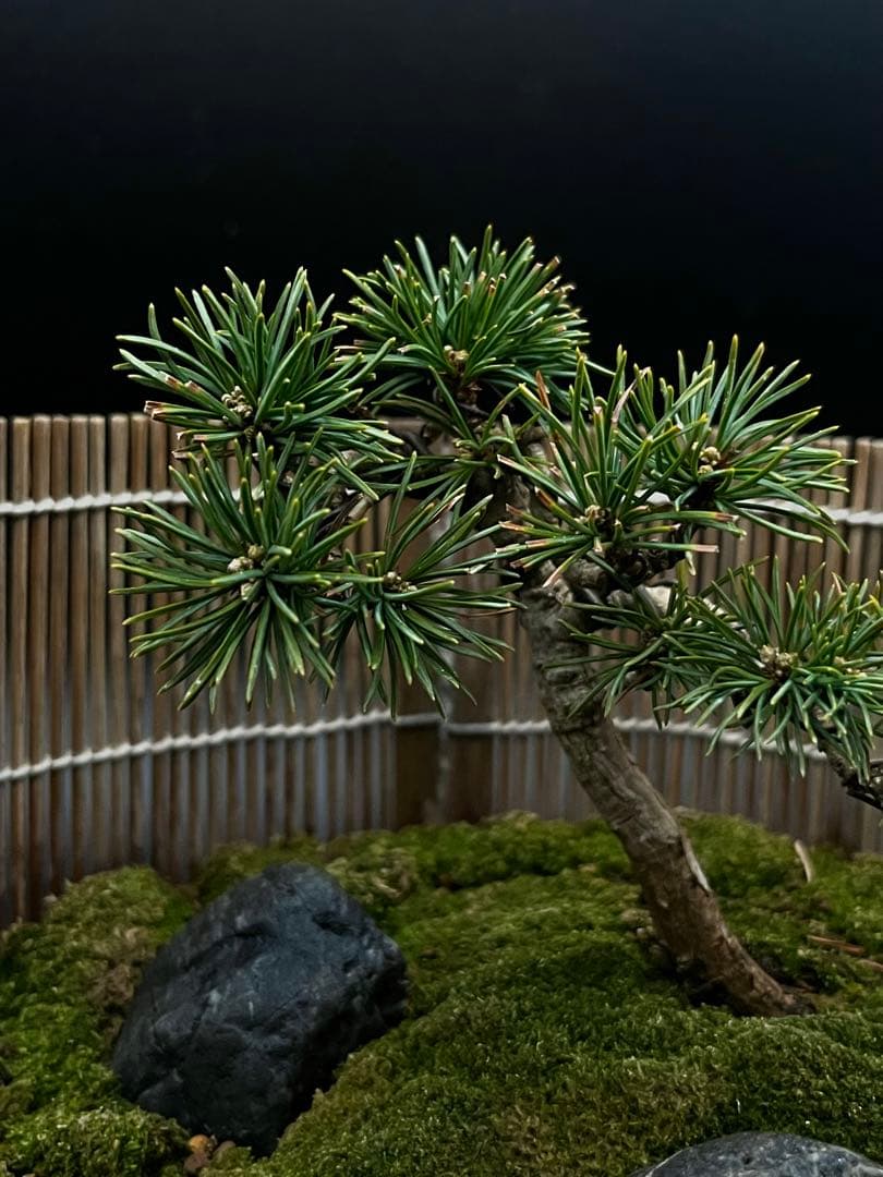 吾妻五葉松の庭（鉢が強風で落下して割れたのを接着剤で補修したので値下げします。）