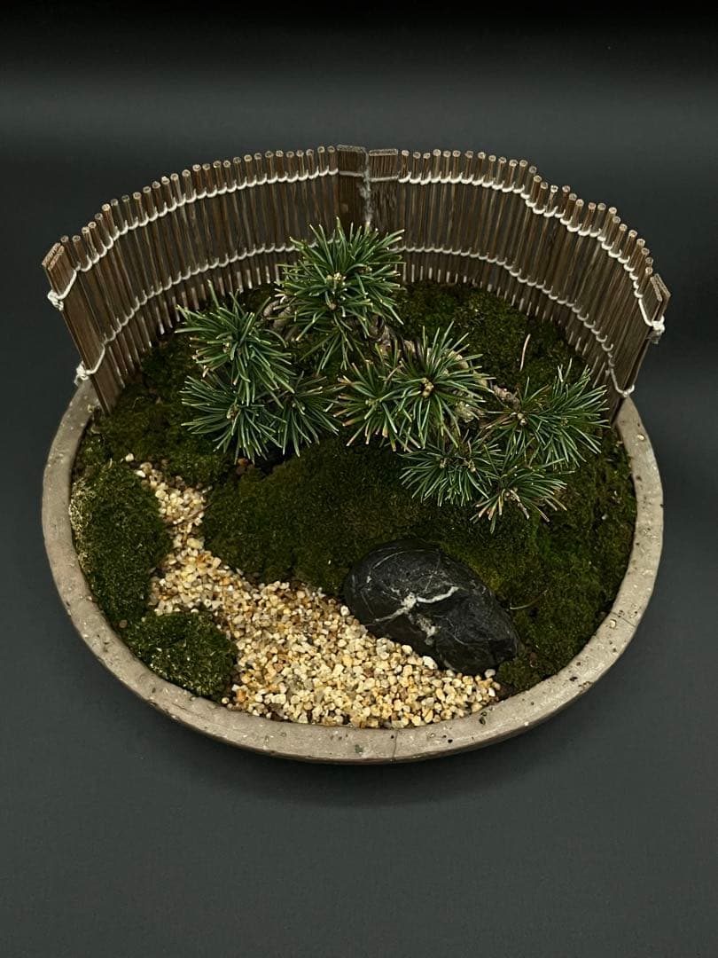 吾妻五葉松の庭（鉢が強風で落下して割れたのを接着剤で補修したので値下げします。）