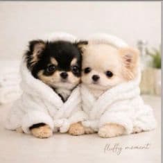 ☆受付☆チワワ No.A