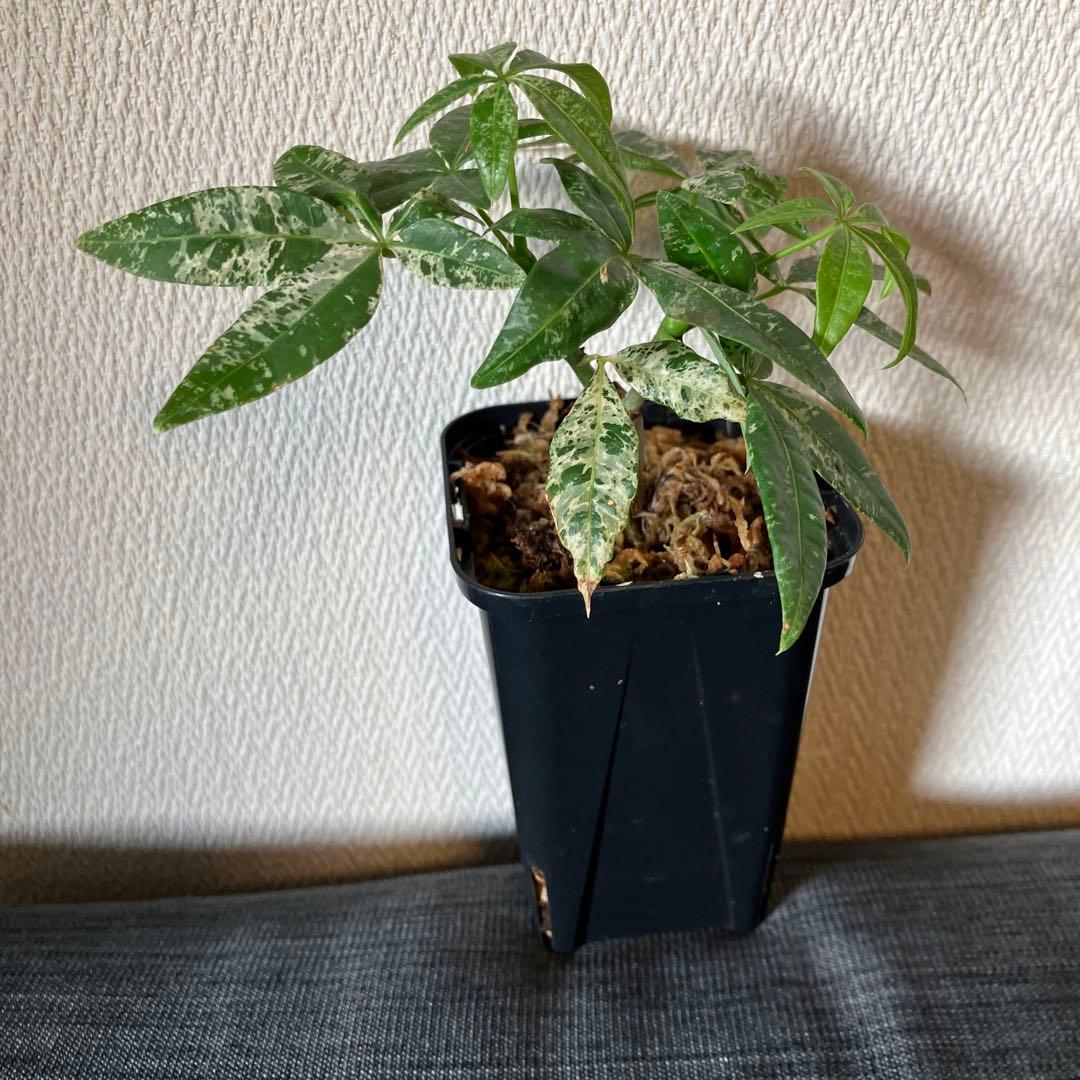 実生パキラ 二股　ミルキーウェイ