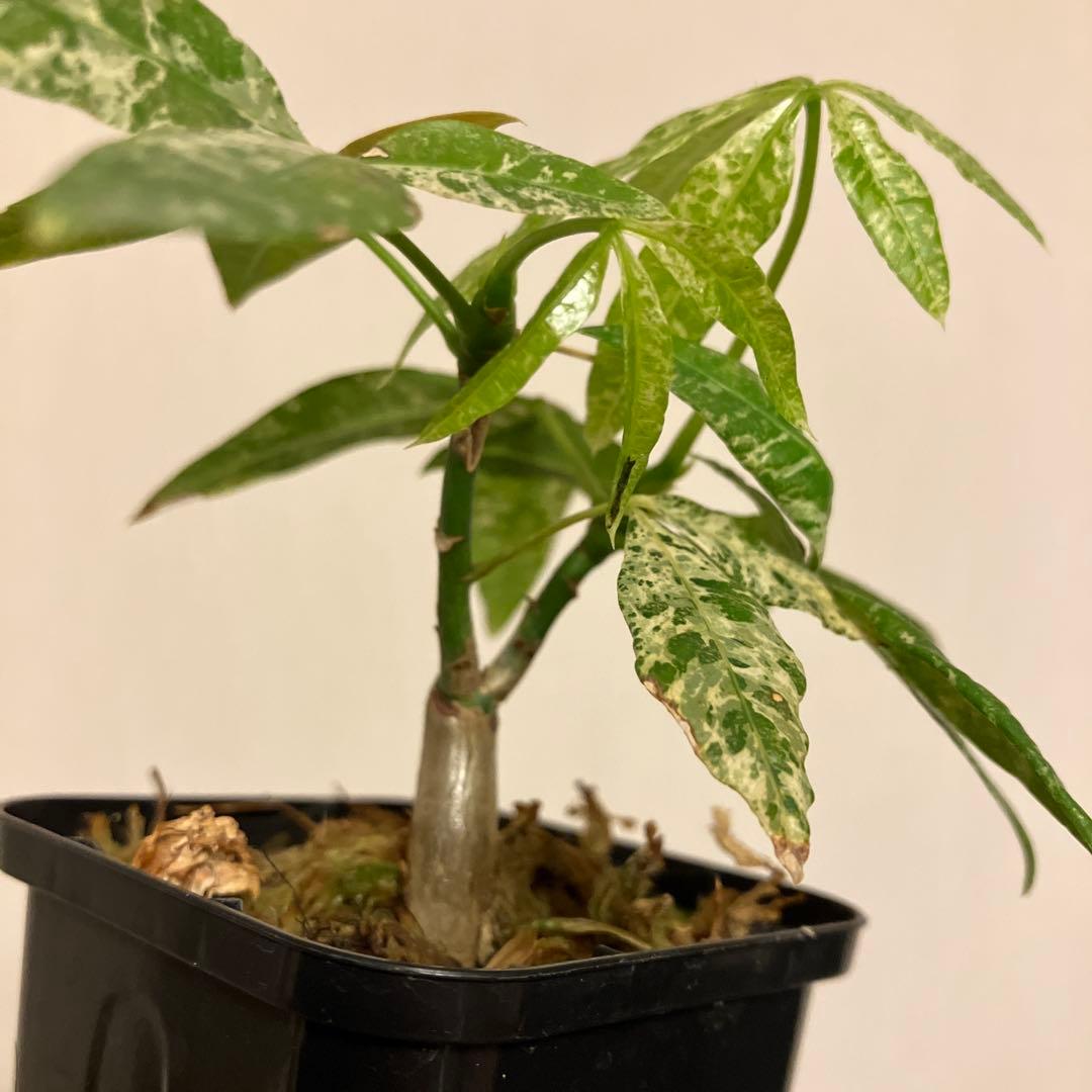 実生パキラ 二股　ミルキーウェイ