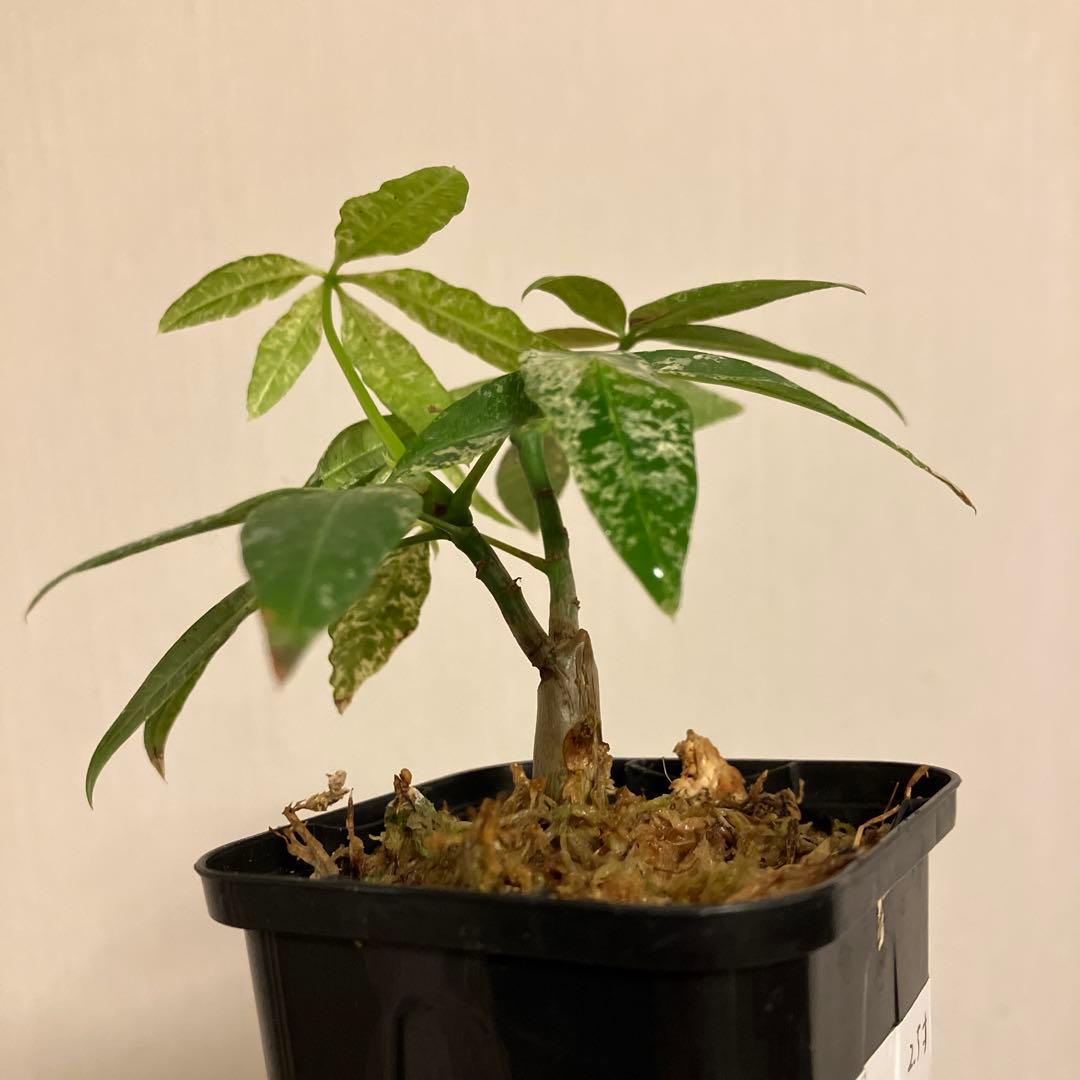 実生パキラ 二股　ミルキーウェイ