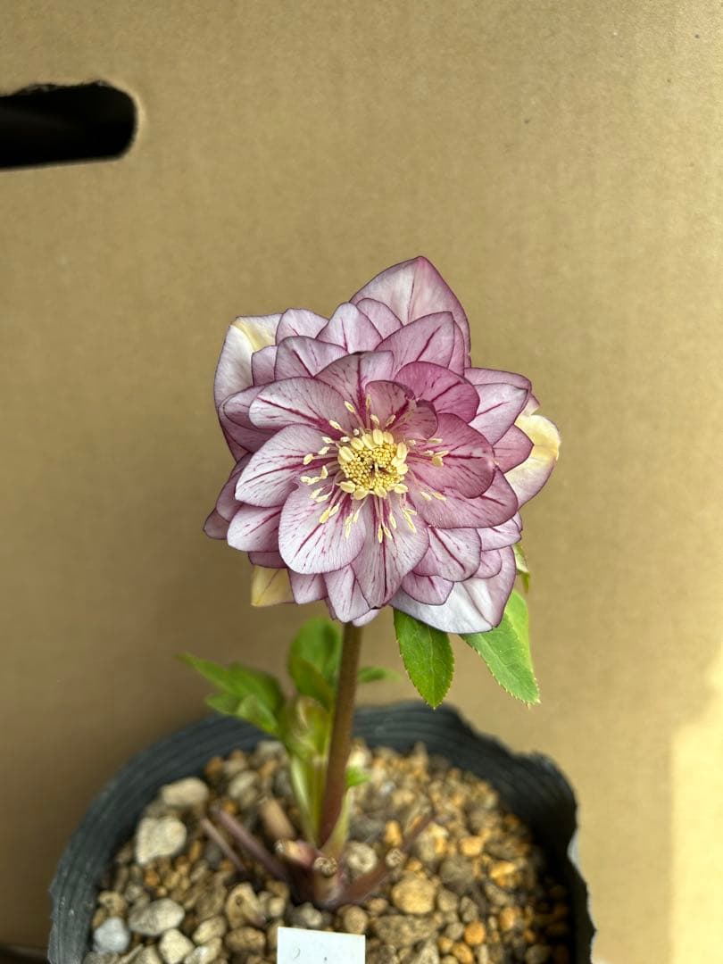 加藤農園 クリスマスローズ 八重ピンク系 同梱推奨