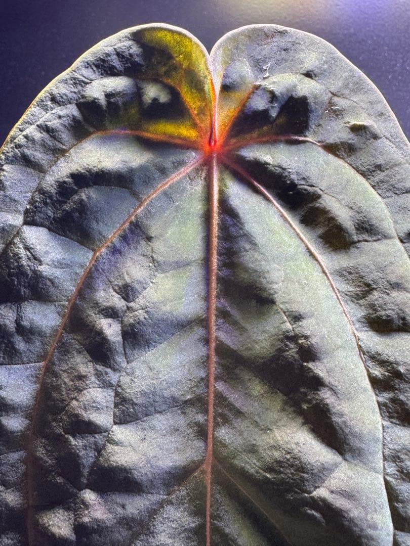 アンスリウム　Zara×Michelle F3×antolakii 'Yard'