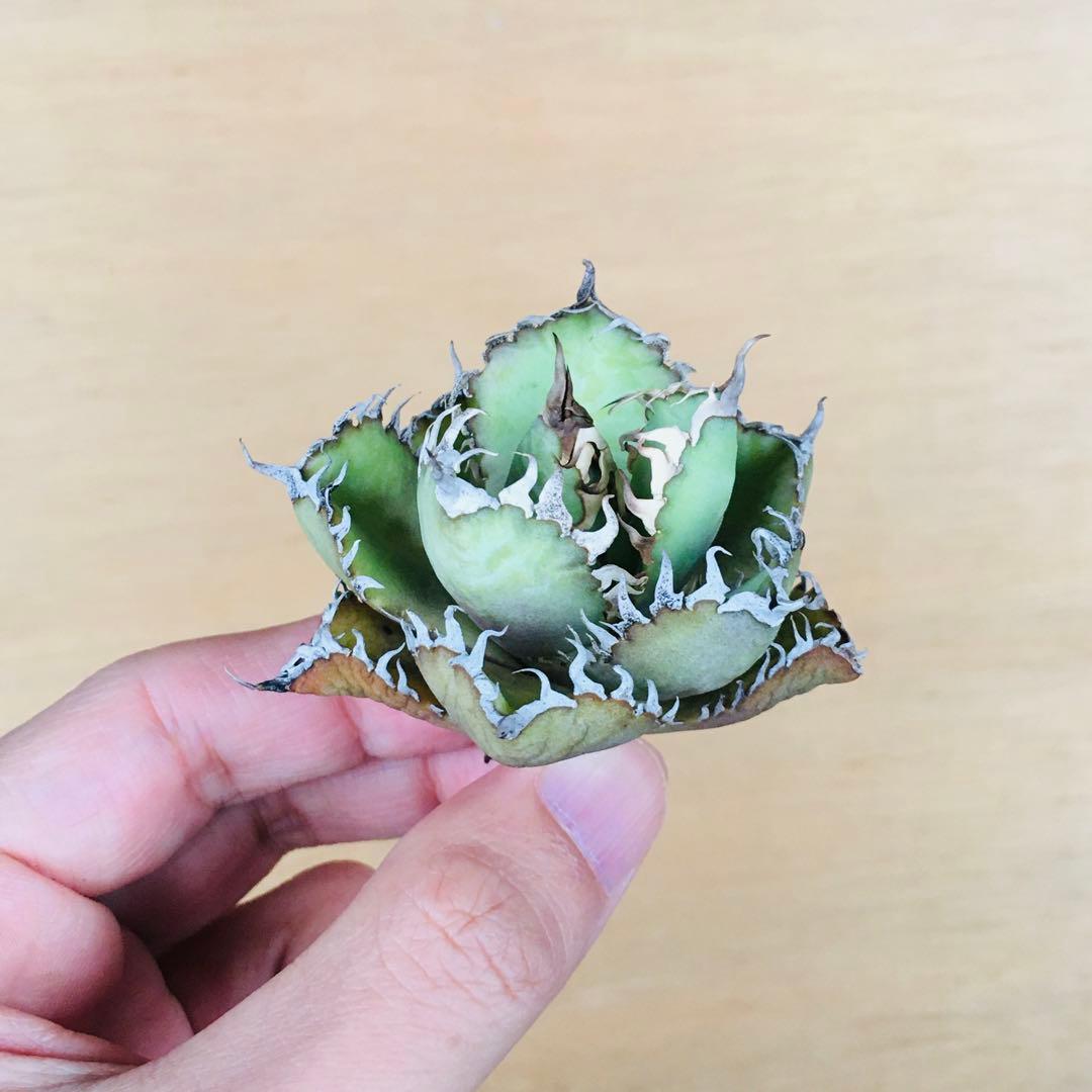 5 フィリグリー コンパクト ボールタイプ 矮性ミニTC株 アガベ チタノタ