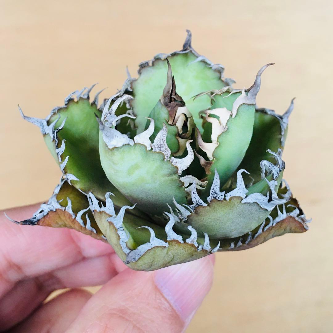 5 フィリグリー コンパクト ボールタイプ 矮性ミニTC株 アガベ チタノタ