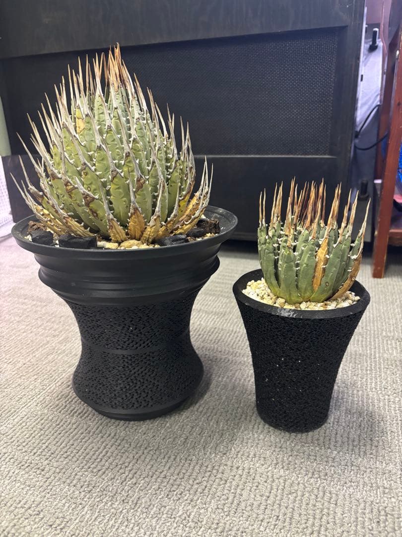 アガベ エボリスピナ　右　現地株　発根済み