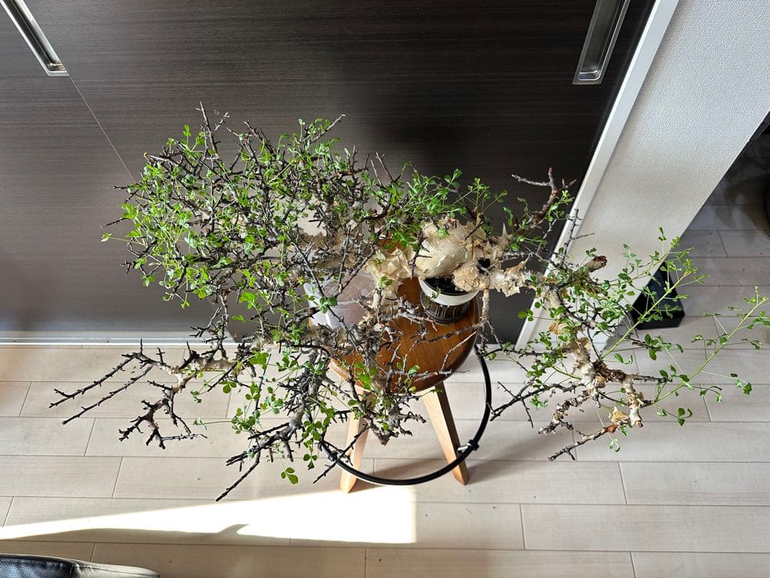 y*u様 コミフォラ ピュア カタフ 秘蔵のスペシャル株