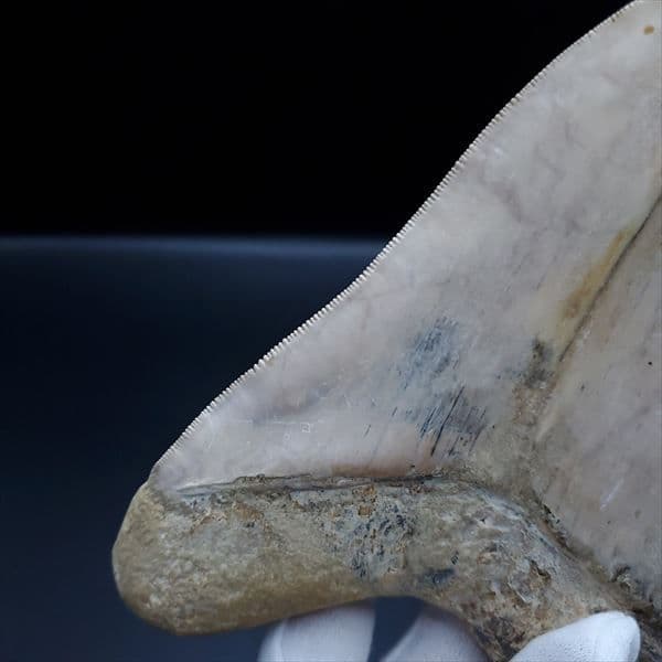 極上 メガロドン 歯 化石 本物 インドネシア産 144.31mm mg1