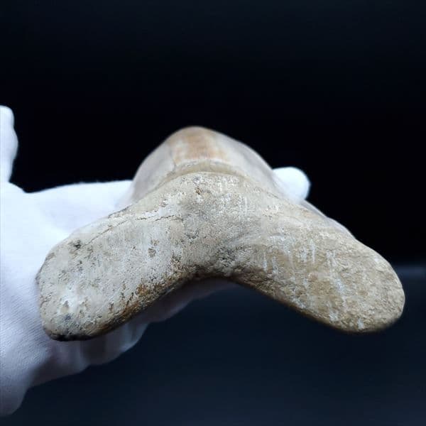 極上 メガロドン 歯 化石 本物 インドネシア産 144.31mm mg1