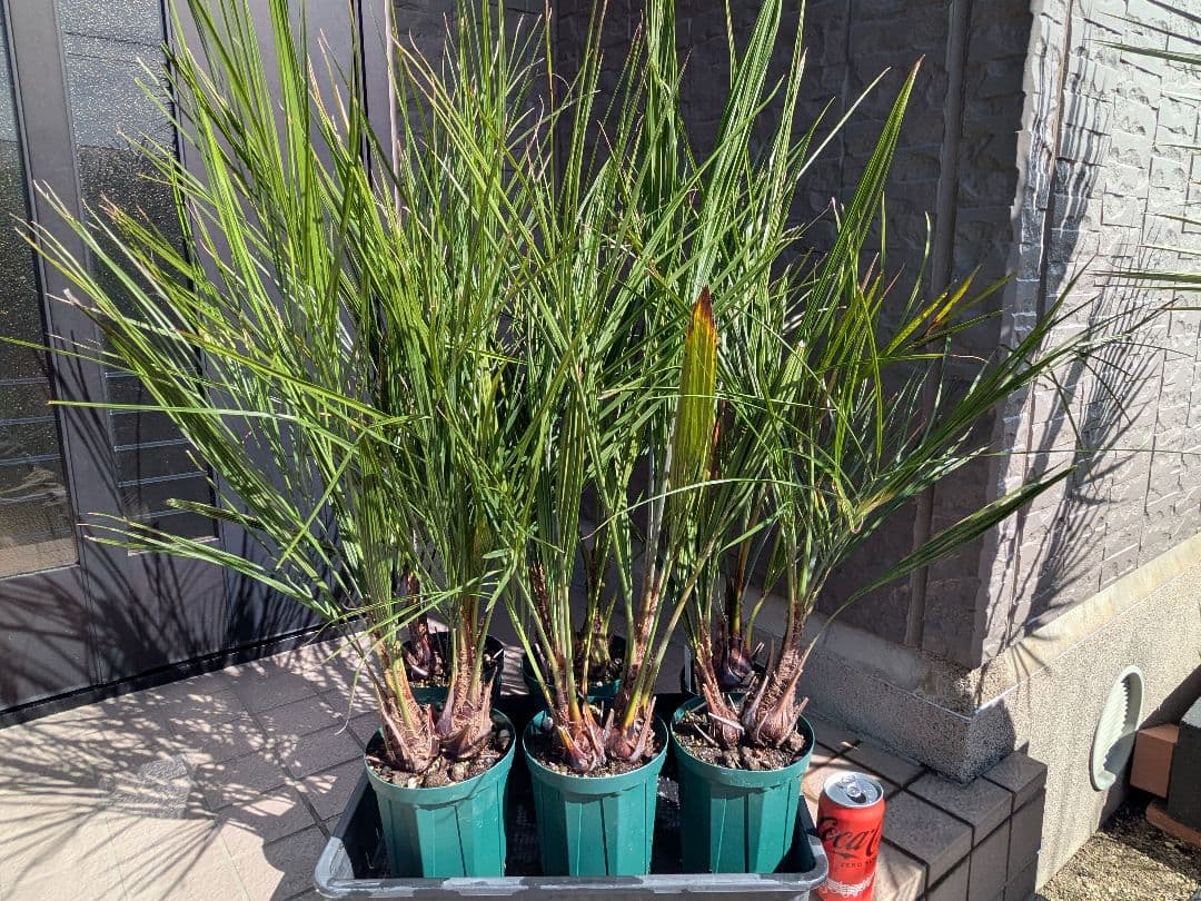 たんたんさま専用　ココスヤシ　ダブルヘッド　6鉢セット