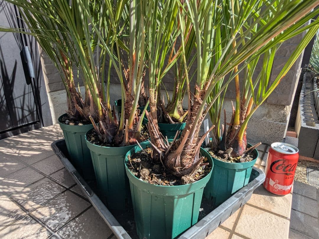 たんたんさま専用　ココスヤシ　ダブルヘッド　6鉢セット