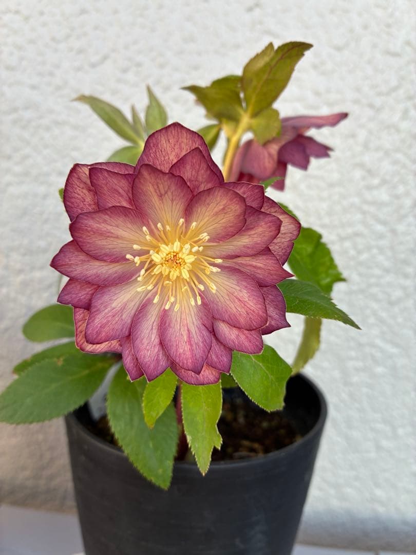 ♡広瀬園芸♡パープルオーレア　ピコティグラデーション