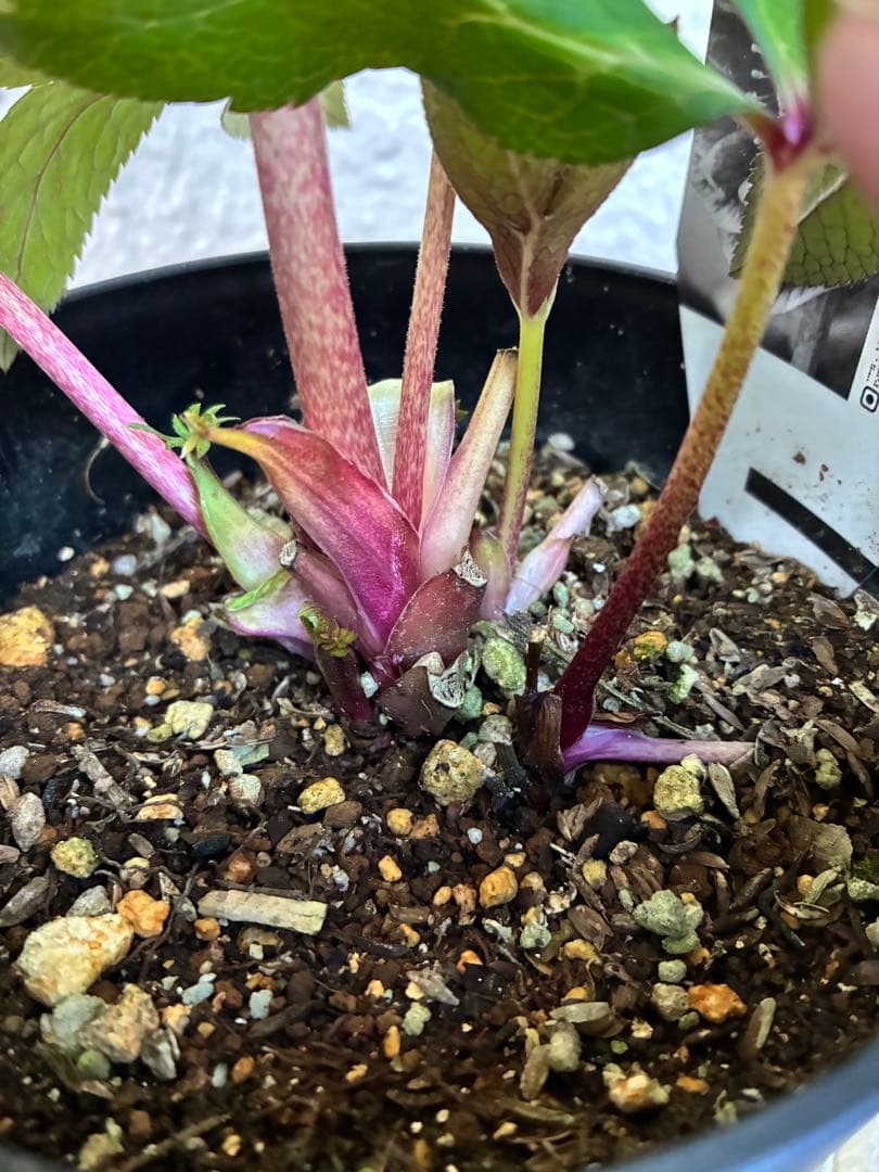 ♡広瀬園芸♡パープルオーレア　ピコティグラデーション