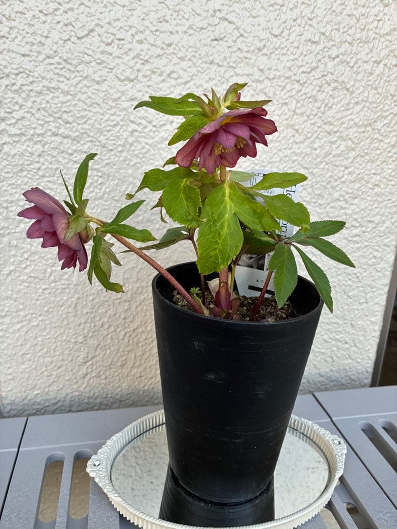 ♡広瀬園芸♡パープルオーレア　ピコティグラデーション