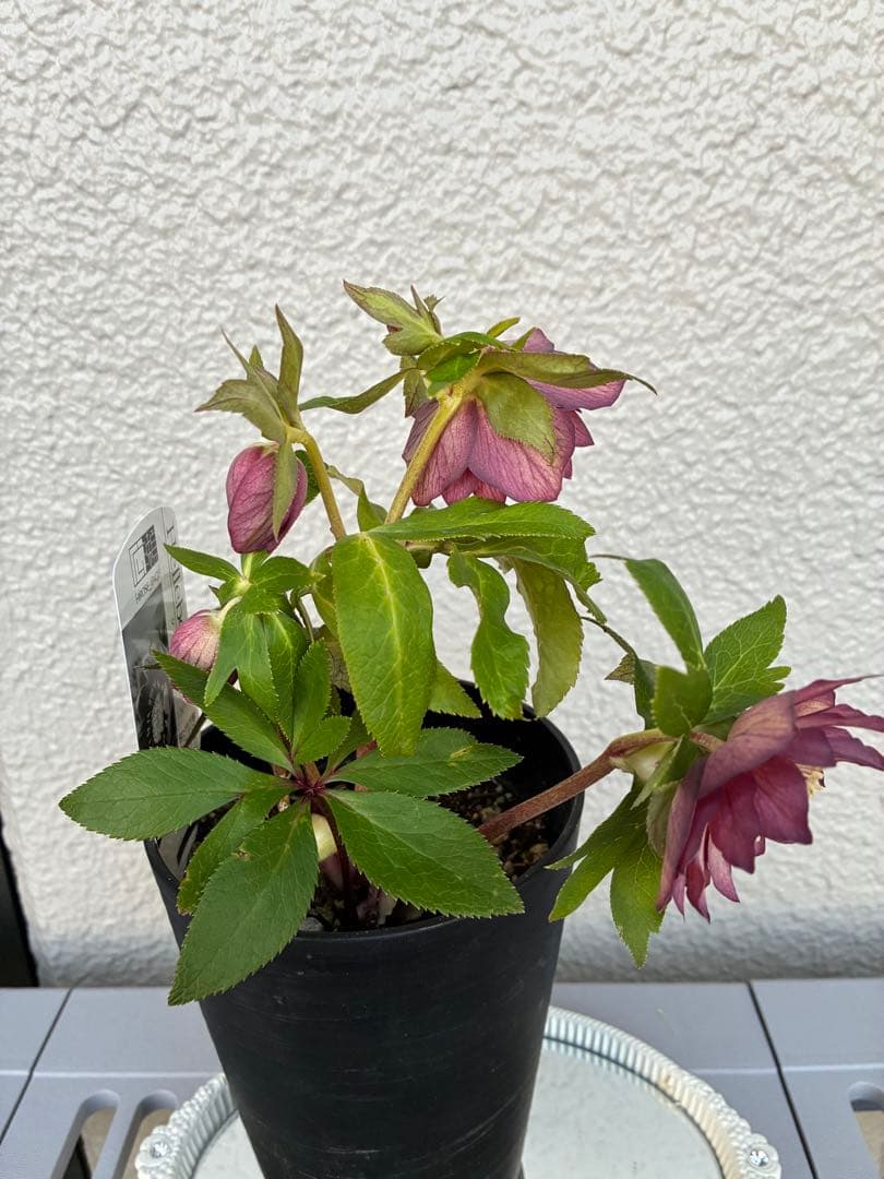 ♡広瀬園芸♡パープルオーレア　ピコティグラデーション