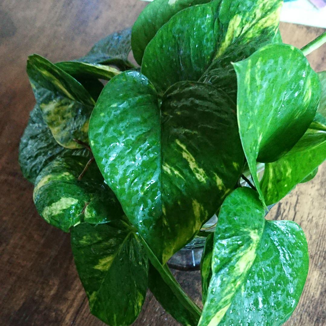 ☆ポトス☆挿し穂用サービスカット☆バンピー5本