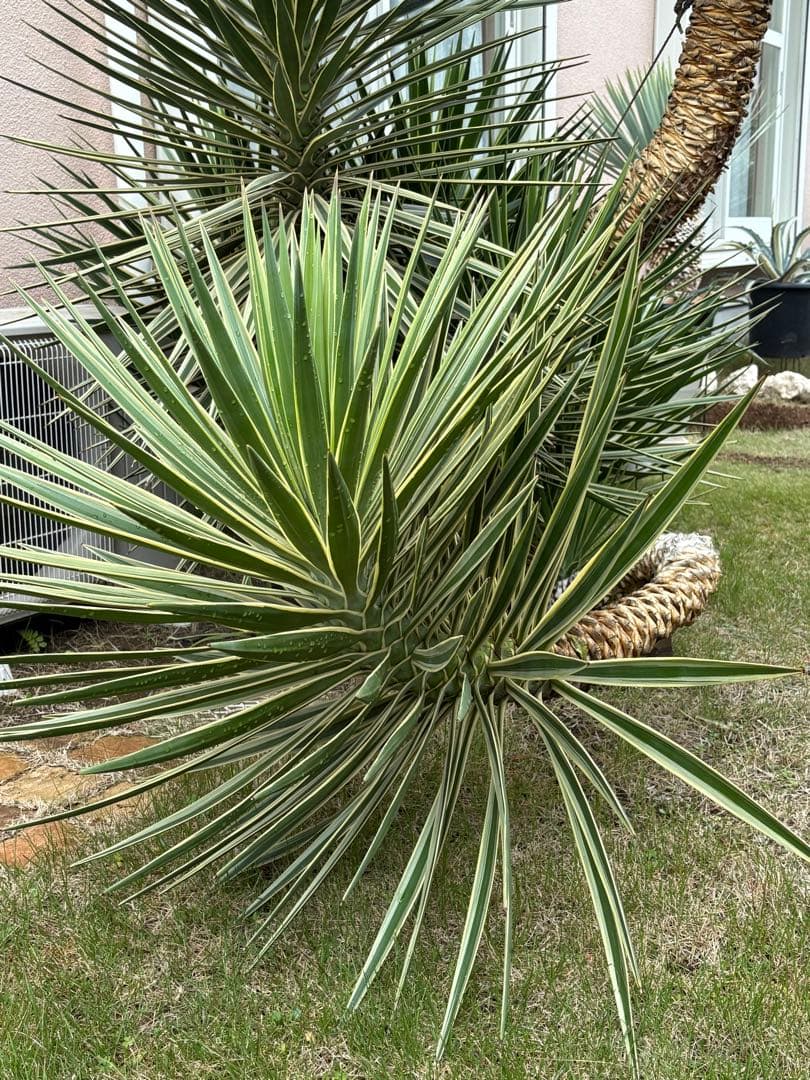 アロイフォリア斑入り　センジュラン　曲がり幹　大株　引き取り限定