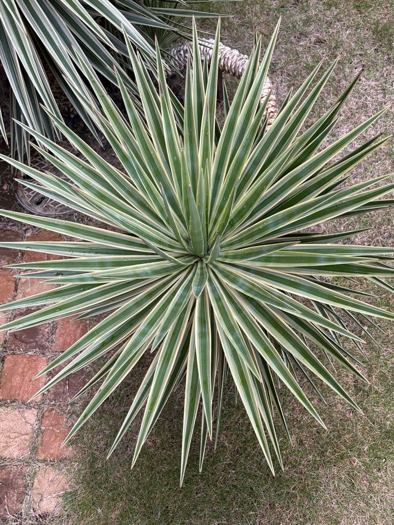 アロイフォリア斑入り　センジュラン　曲がり幹　大株　引き取り限定