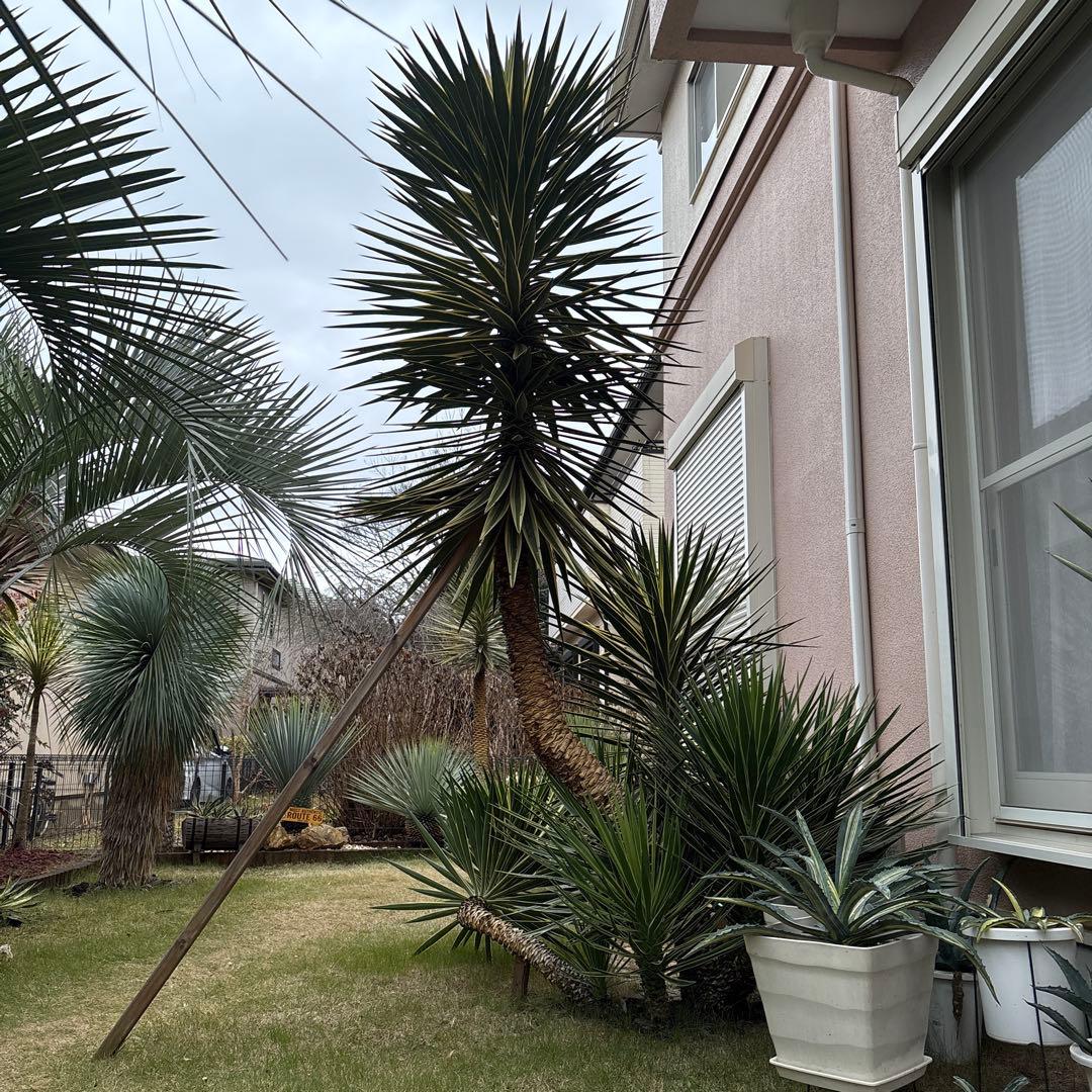 アロイフォリア斑入り　センジュラン　曲がり幹　大株　引き取り限定