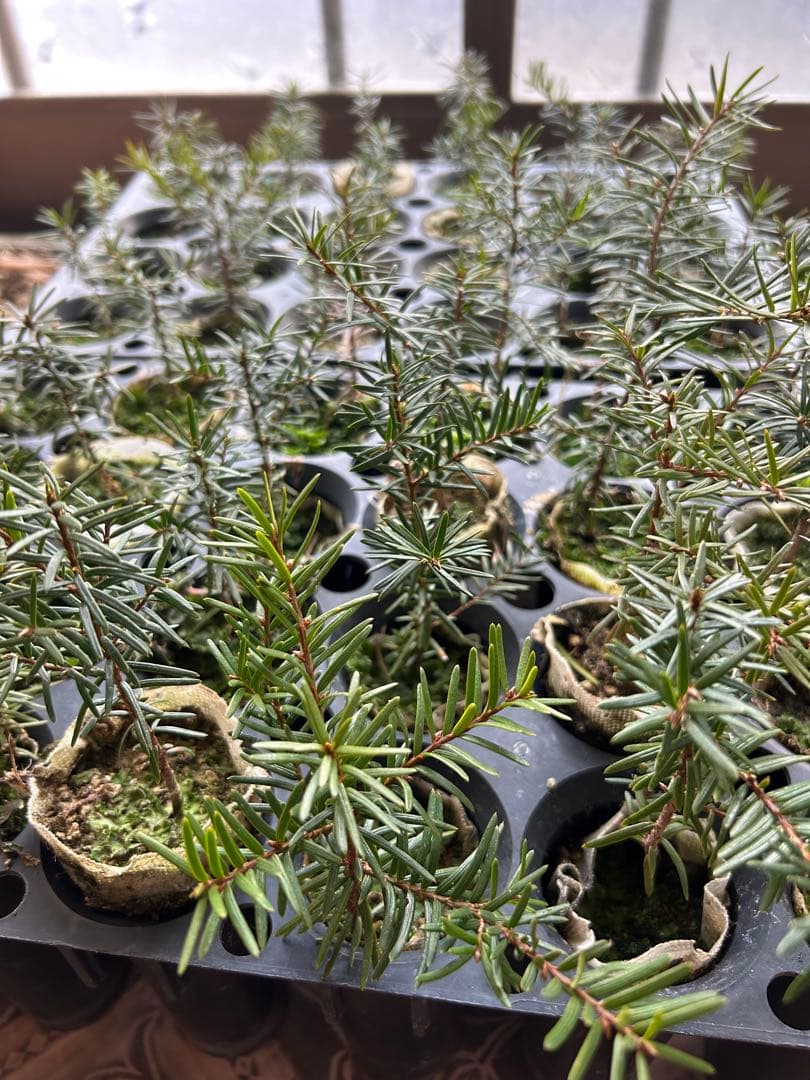 常緑樹 苗木 オンコの木　イチイの木　48本 1本1,500円〜