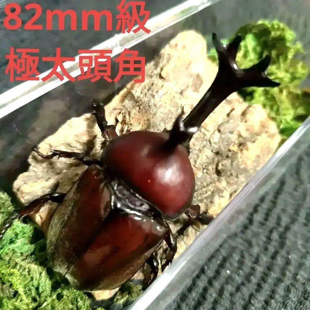 角極太野生標本超特大レッドカブトムシ82mm頭角19.3mm胸角5.7mmぐらい