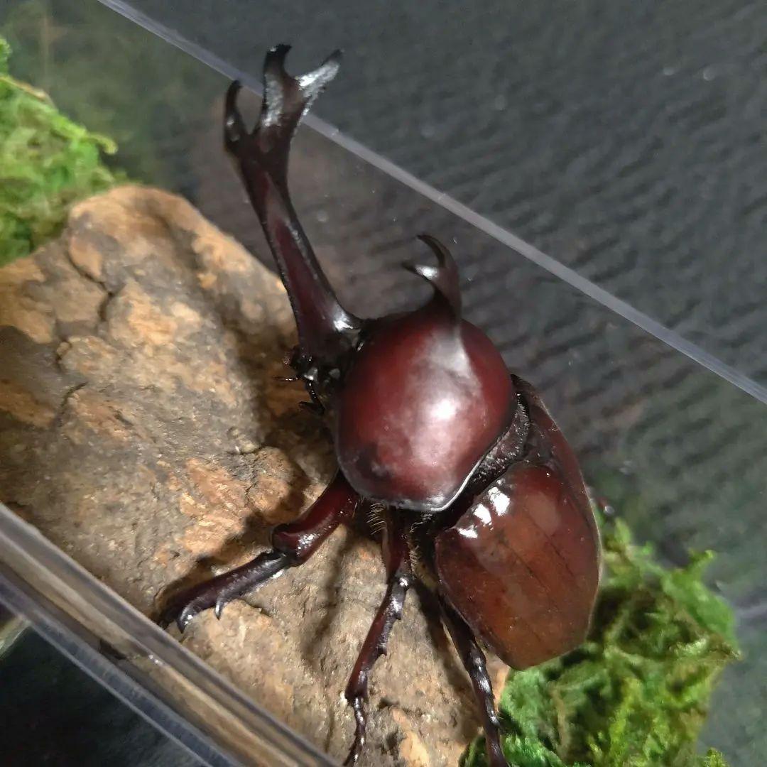 角極太野生標本超特大レッドカブトムシ82mm頭角19.3mm胸角5.7mmぐらい