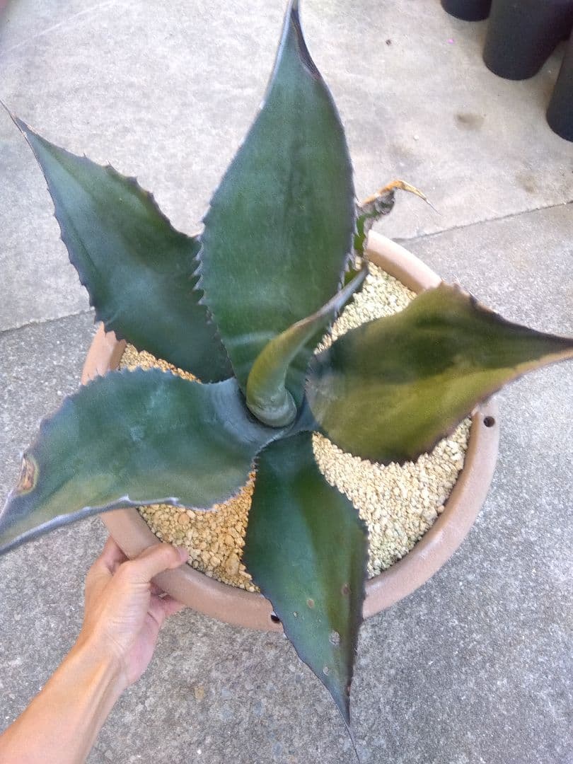 アガベ　ミラビリス　アトロビレンス　大株50センチ❗　ふ