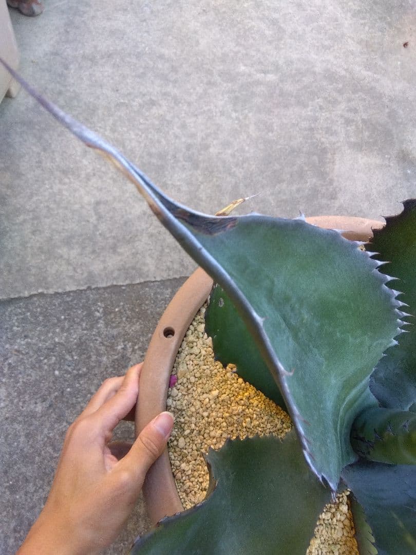 アガベ　ミラビリス　アトロビレンス　大株50センチ❗　ふ