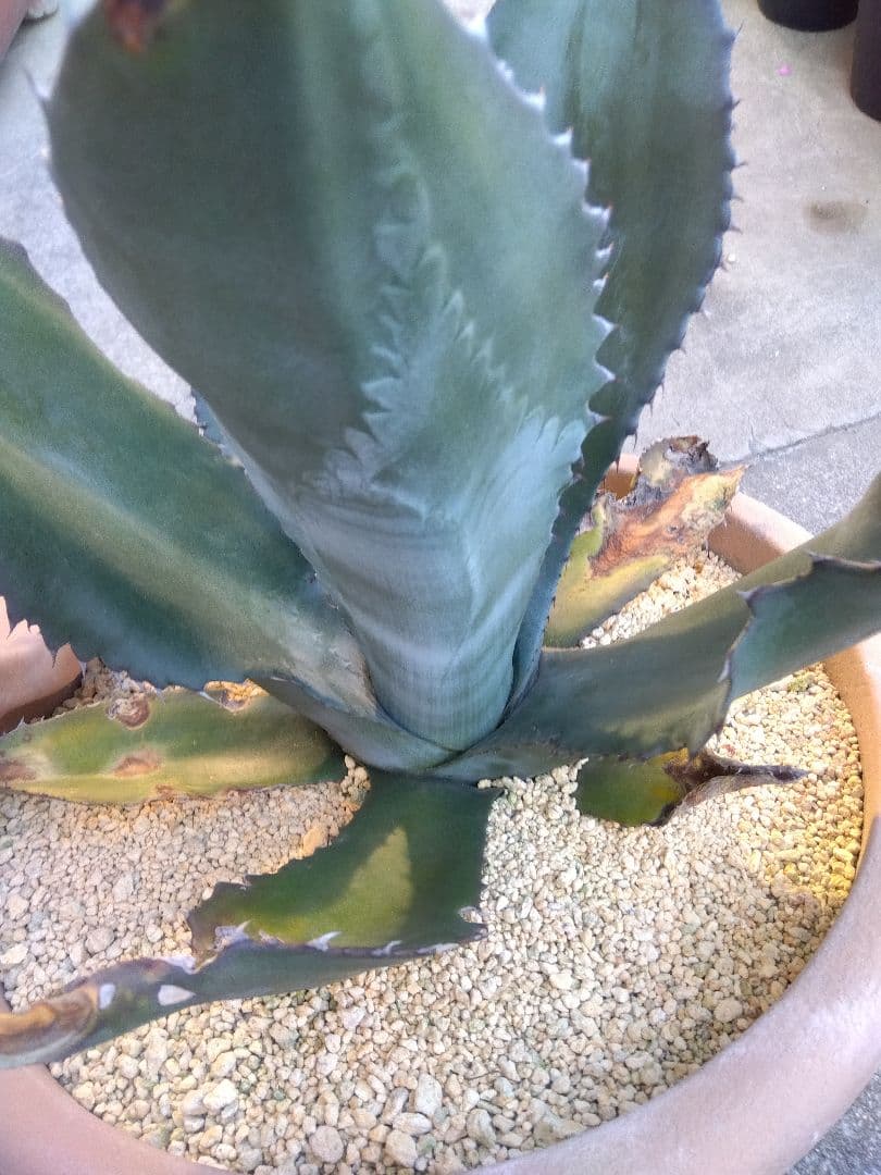 アガベ　ミラビリス　アトロビレンス　大株50センチ❗　ふ