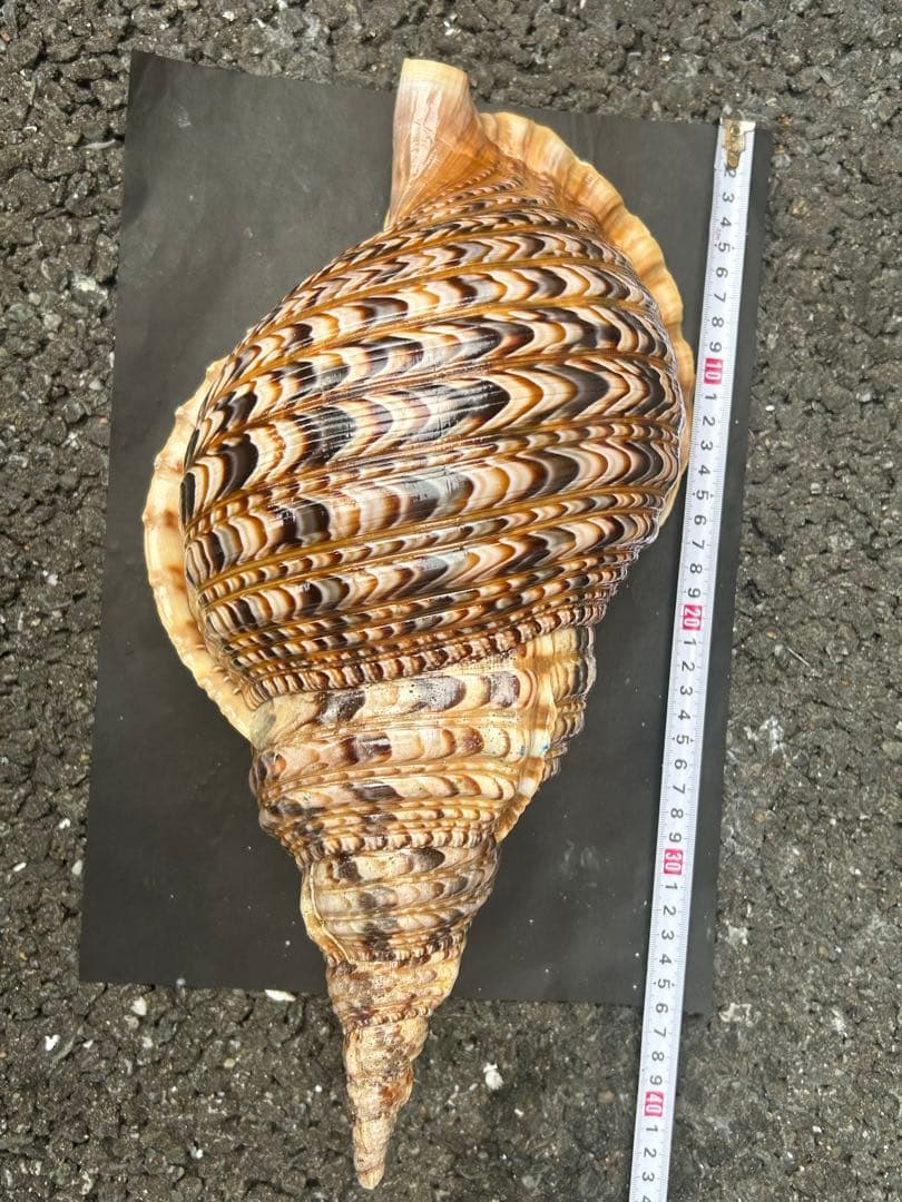 美品特大　39.8cm 法螺貝　蓋付