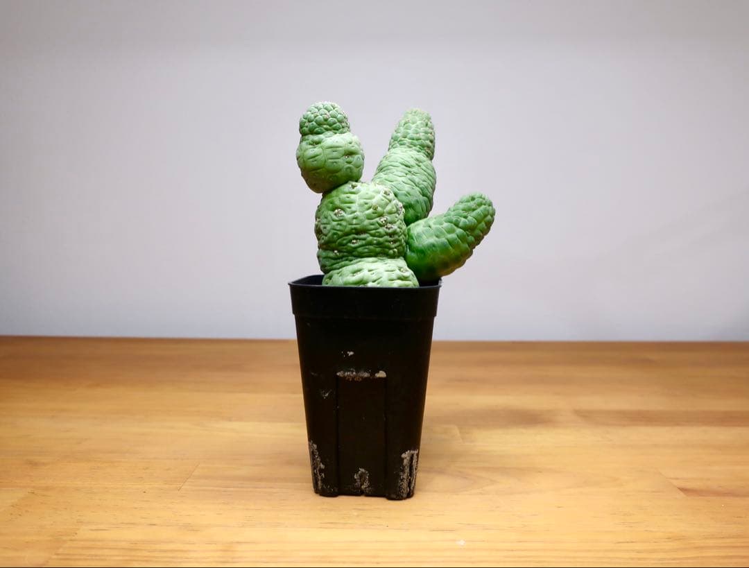 美株 サボテン 仏頭玉 ラリレアキア カクティフォルメ