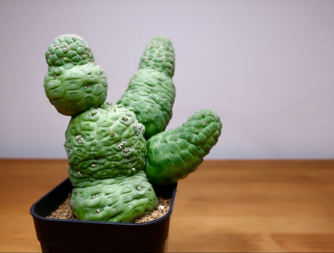 美株 サボテン 仏頭玉 ラリレアキア カクティフォルメ