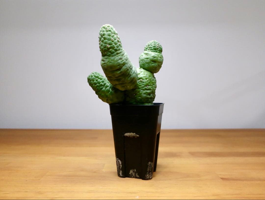 美株 サボテン 仏頭玉 ラリレアキア カクティフォルメ