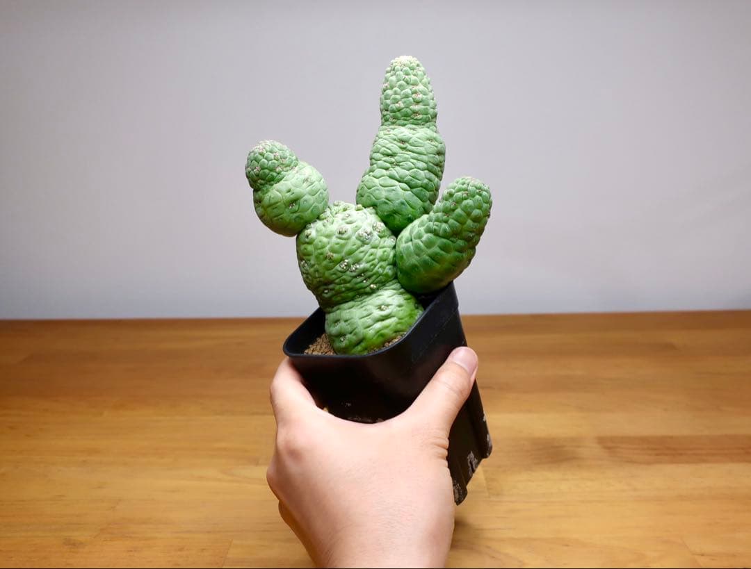 美株 サボテン 仏頭玉 ラリレアキア カクティフォルメ