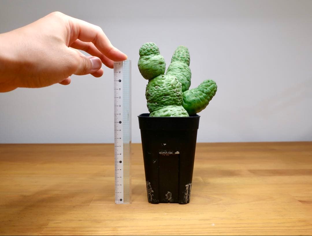 美株 サボテン 仏頭玉 ラリレアキア カクティフォルメ