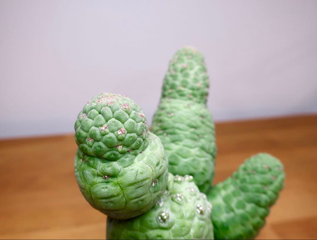 美株 サボテン 仏頭玉 ラリレアキア カクティフォルメ