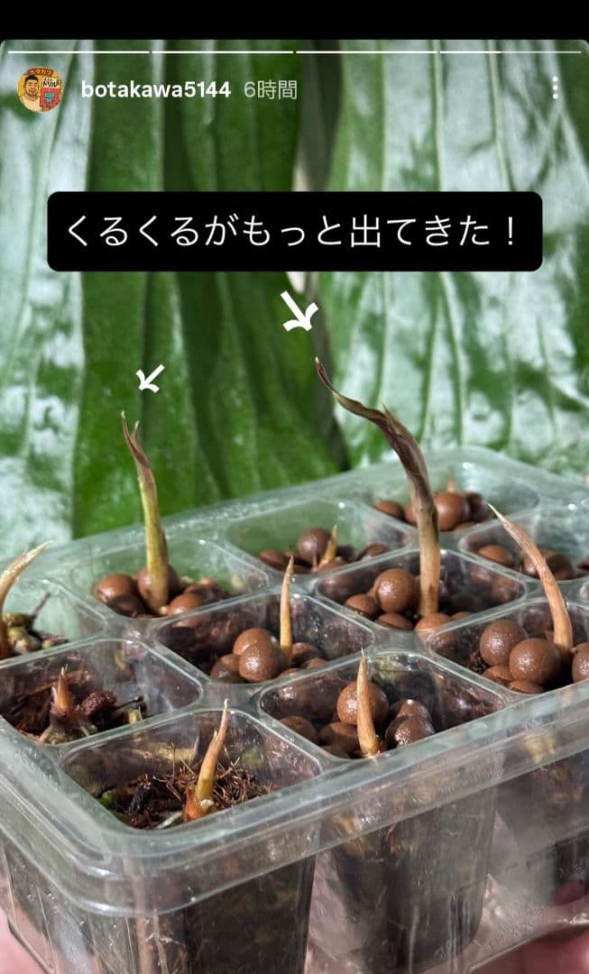 ぐんぐん玉残り2セットのみ1㎏業務用増量タイプ通常15,000円→10,000円