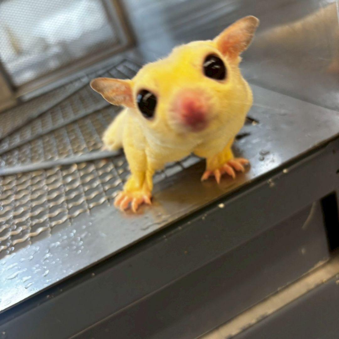 ぐんぐん玉残り2セットのみ1㎏業務用増量タイプ通常15,000円→10,000円